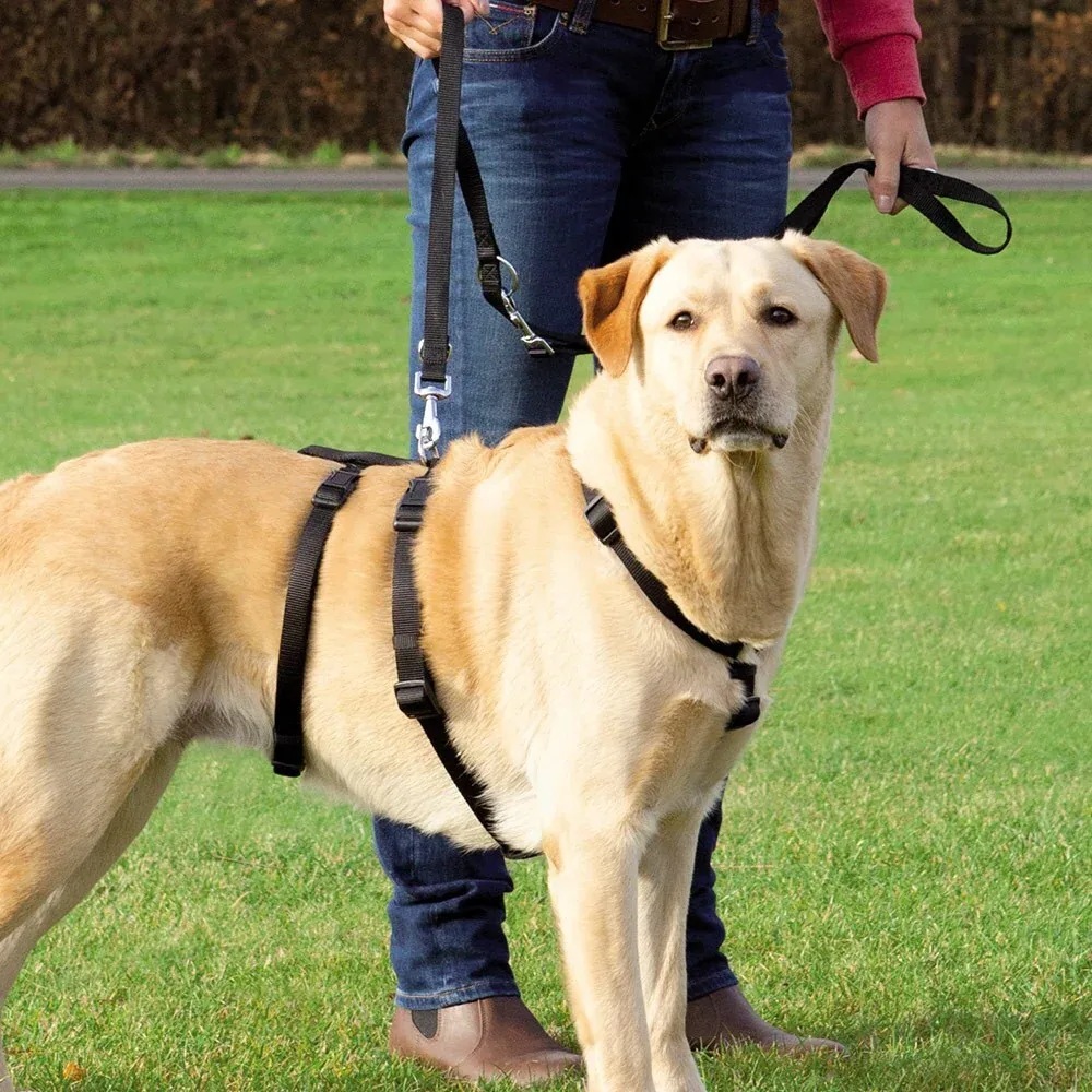 Hundeselen Stay, selen hunde ikke kan bryde ud af!