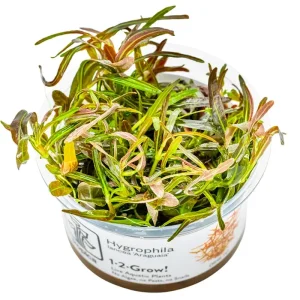 Hygrophila lancea 'Araguaia' Nr.8 1-2-Grow!
