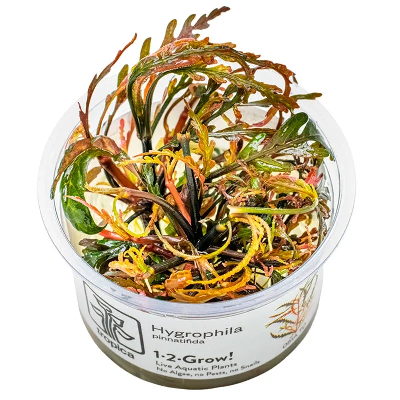 Hygrophila pinnatifida Nr.8 1-2-Grow! ca. 15-30 cm