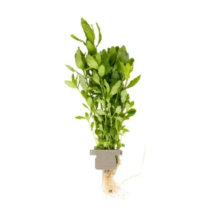 Hygrophila polysperma clip