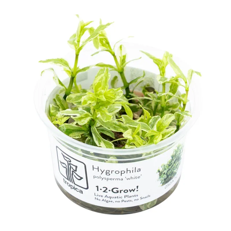 Hygrophila polysperma 'White' bæger