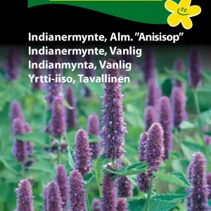 Indianermynte, Alm. Anisisop” (D) 1113