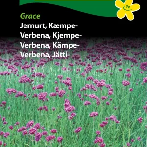 Jernurt, Kæmpe-, Grace (F) 1775