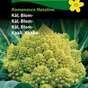 Kål, Blom-, Romanesco Natalino (D) 1382