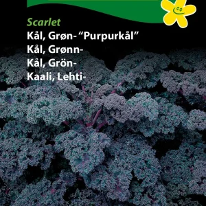 Kål, Grøn-, Scarlet (D) 1389
