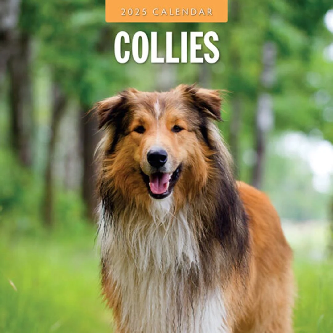 Kalender Collie 2027 - Image 2