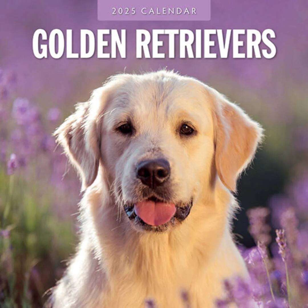 Kalender Golden Retriever 2027