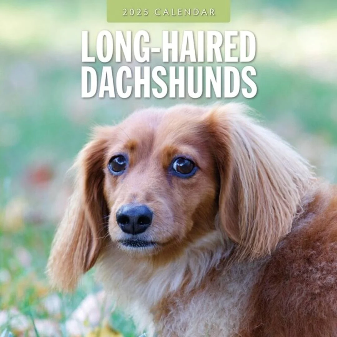 Kalender Langhåret Gravhund 2027 - Image 2