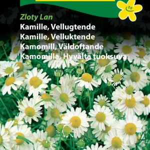 Kamille, Vellugtende, Zloty Lan (C ) 1148