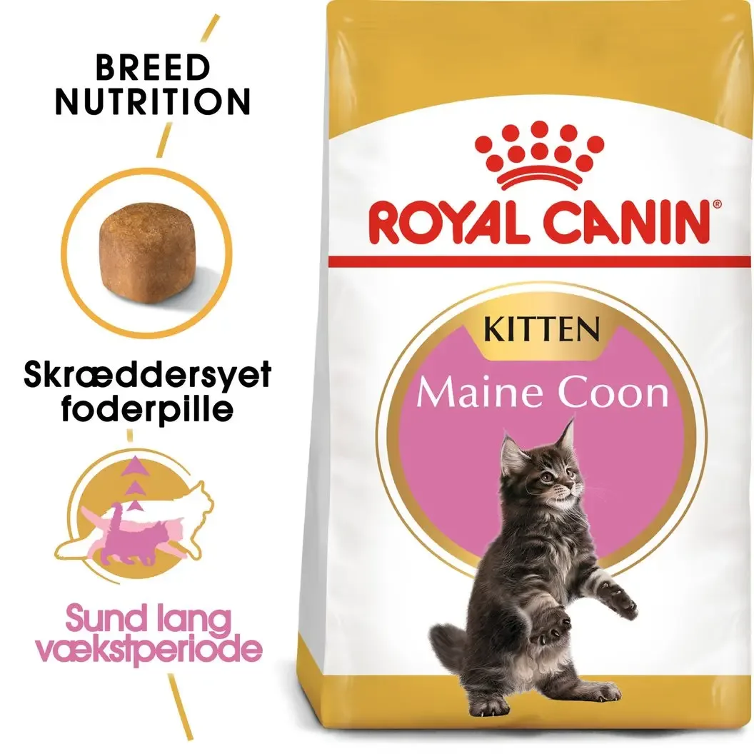 Kitten Maine Coon - Image 2