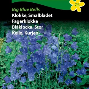 Klokke, Smalbladet, Big Blue Bells (C) 1833