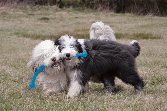Kong Gummi Pind - Safestix - holdbar sikker kastepind til hunde - Image 2