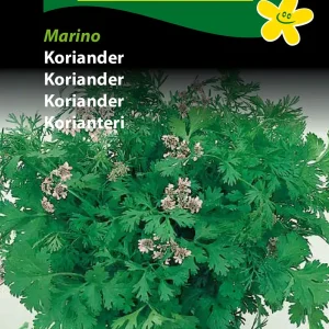 Koriander, Marino (B) 1109