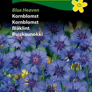 Kornblomst, Blue Heaven (B) 1702
