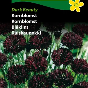 Kornblomst, Dark Beauty (B) 1704