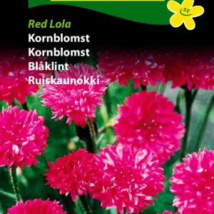Kornblomst, Red Lola (B) 1703