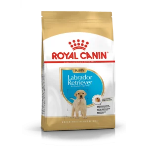 Labrador Retriever Puppy 12 kg