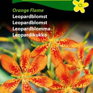 Leopardblomst, Orange Flame (D) 1706