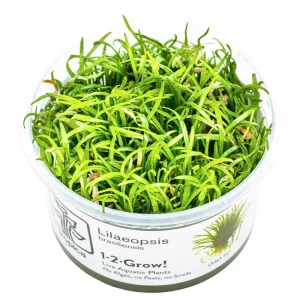 Lilaeopsis brasiliensis Nr.8 1-2-Grow!