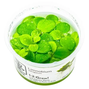 Limnobium laevigatum Nr.8