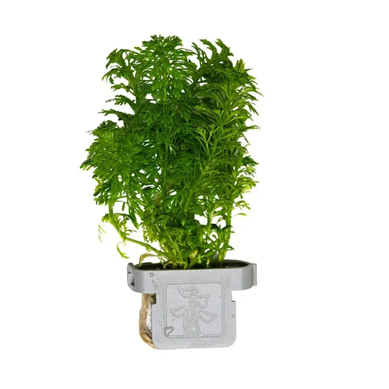 Limnophila sessiliflora clip