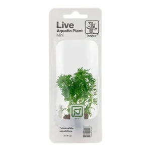 Limnophila sessiliflora Nr.4 minipotte 1 stk