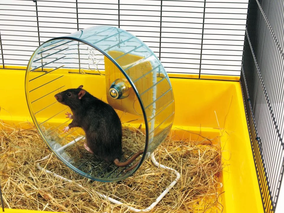Løbehjul til hamsterburer, fra Savic - Image 2