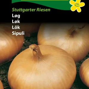 Løg, Stuttgarter Riesen (B) 1277