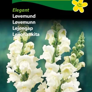 Løvemund, Elegant ( C) 1820