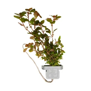 Ludwigia palustris 'Super Red' clip