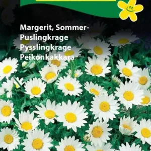 Margurit, sommer (C) 1896