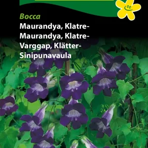 Maurandya, Klatre-, Bocca (D) 1715
