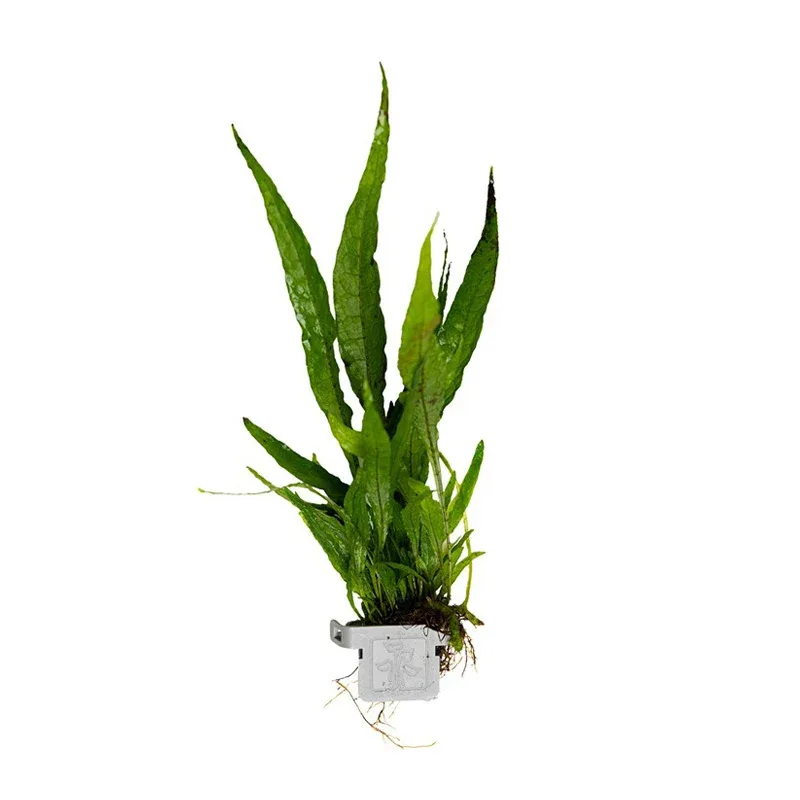 Microsorum pteropus clip
