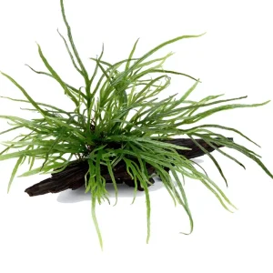 Microsorum pteropus 'Trident' Nr.11 ca. 15-20 cm på rod