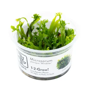 Microsorum pteropus 'Windeløv' bæger