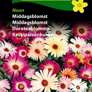 Middagsblomst, Noon (A) 1717