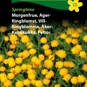 Morgenfrue, Ager-, Springtime (D) 1719
