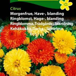 Morgenfrue, Have-, blanding, Citrus (B) 1721
