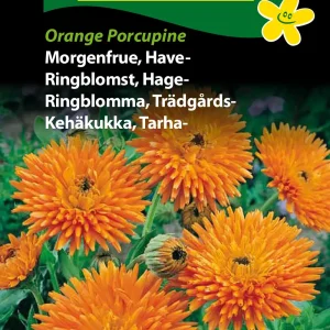 Morgenfrue, Have-, Orange Porcupine (C) 1801