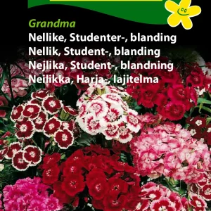 Nellike, Studenter-, bl., Grandma (B) 1724