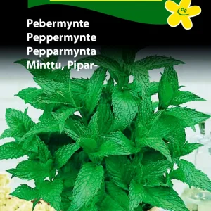 Pebermynte (B) 1115