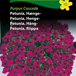 Petunia, Hænge-, Purpur Cascade (F) 1730
