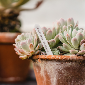 Planteskilte 15 cm – 50 pk.