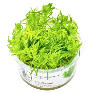 Pogostemon deccanensis Nr.8 1-2-Grow!