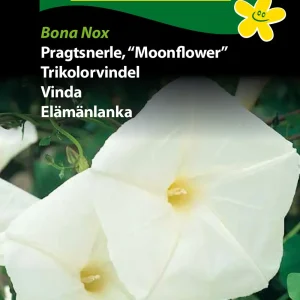 Pragtsnerle, Bona Nox (C) 1802