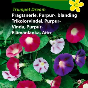 Pragtsnerle, Purpur-, bl. Trumpet D. (C) 1863