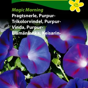 Pragtsnerle, Purpur-, Magic Morning (D) 1731