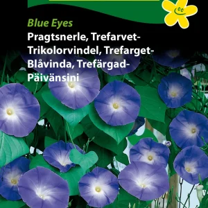Pragtsnerle, Trefarvet-, Blue Eyes (D) 1732