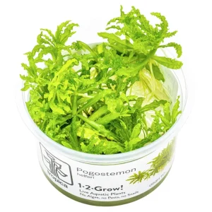 Progostemon Helferi Nr.8 ca. 3-10 cm