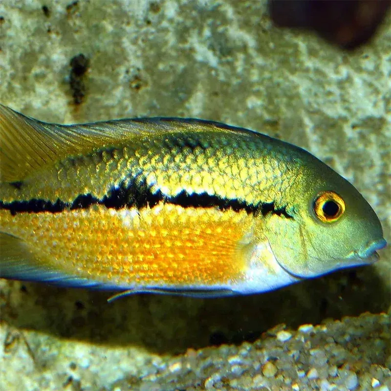 Pronovo Cichlid Granulatm 250 ml - Image 2